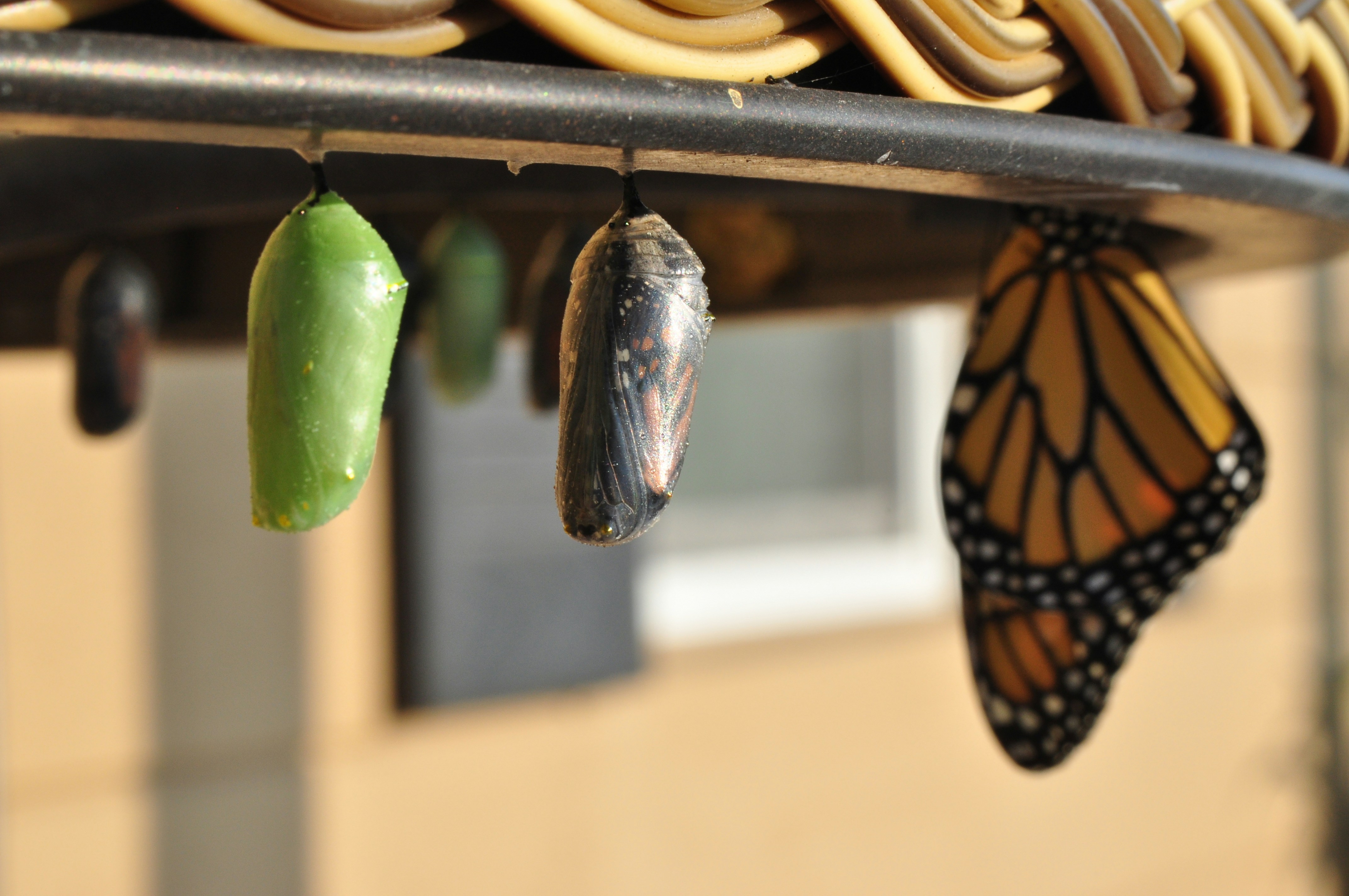 The importance and challenges of career change